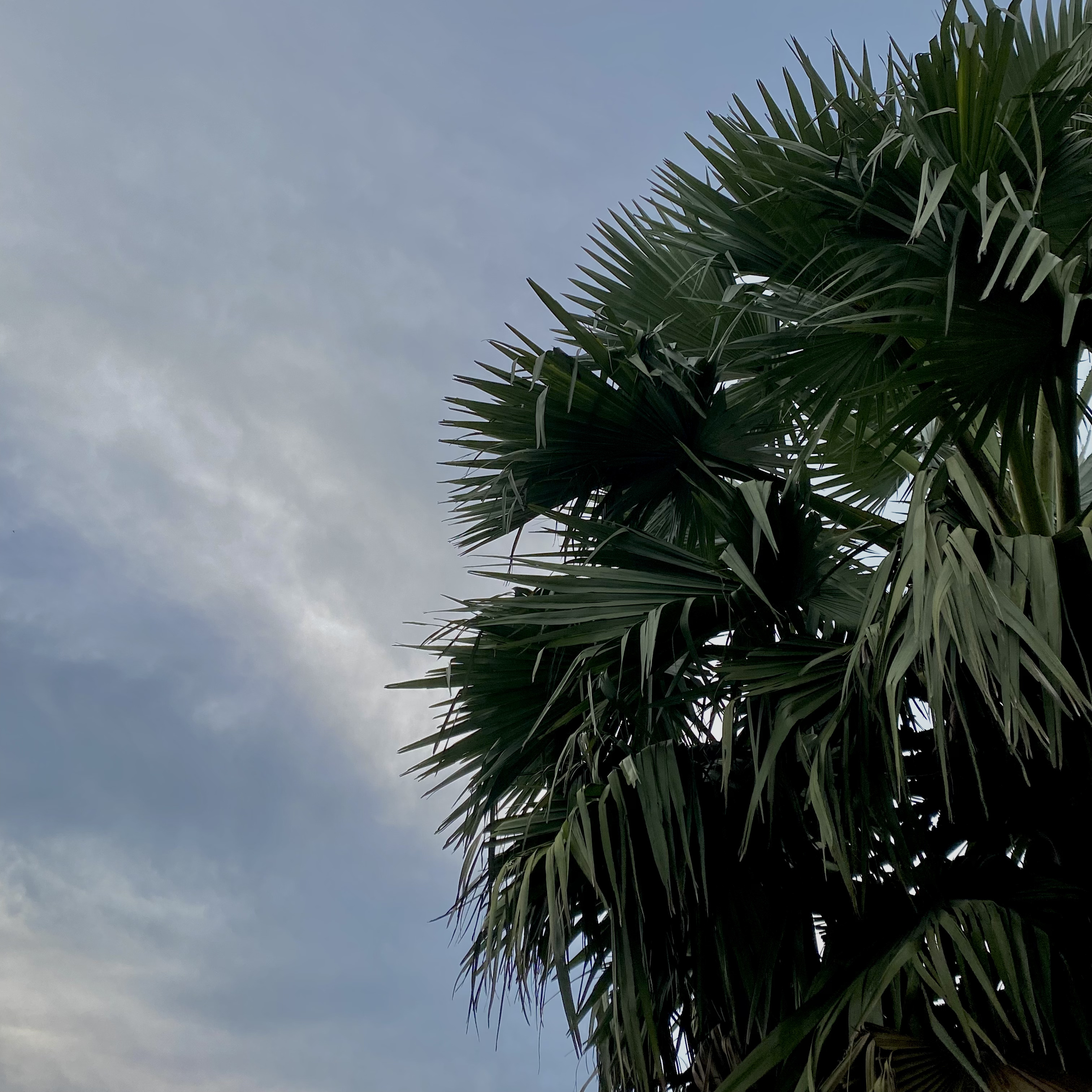 A palm tree silhouetted against a cloudy evening sky, its green leaves contrasting with soft blue and gray tones, creating a calm and serene atmosphere.