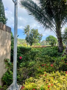 A lush garden with vibrant green plants and a palm tree is pictured under a partly cloudy sky.