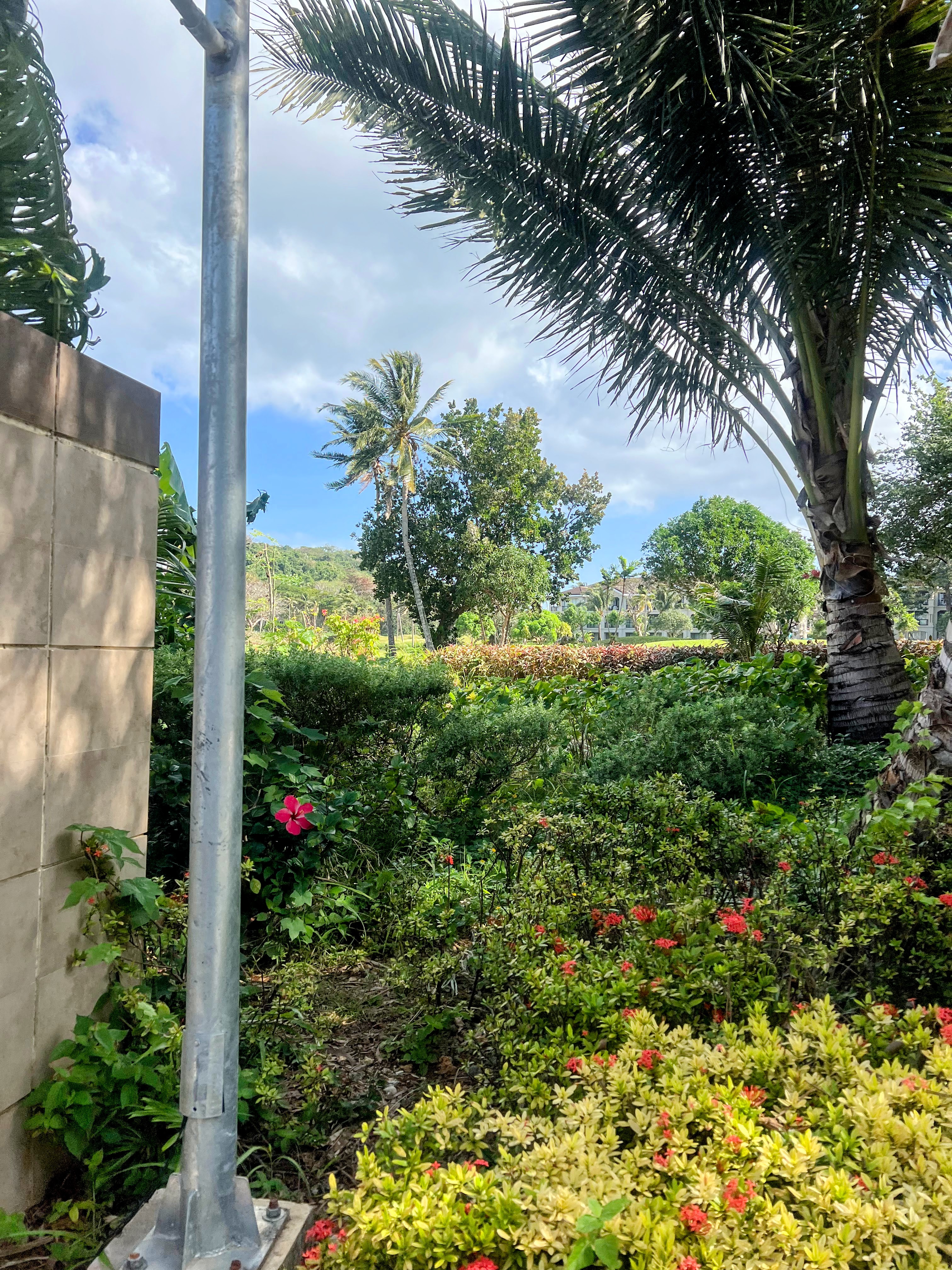 A lush garden with vibrant green plants and a palm tree is pictured under a partly cloudy sky.