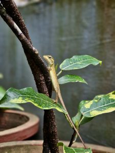 A garden lizard is clinging to a tree branch surrounded by green and yellow leaves. Captured in a courtyard in Perumanna, Kozhikode.