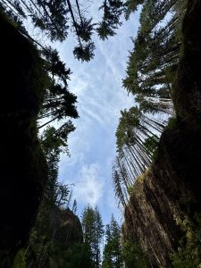 Looking up through the forested canyon walls toward a clear blue sky framed by tall trees. Taken at Columbia River Gorge National Scenic Area, Oregon. 