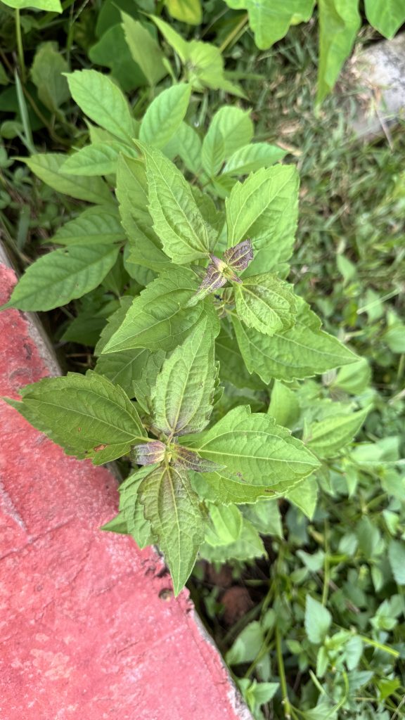 A small, leafy green plant with a purplish tinge on its newest leaves grows beside a rough, red painted curb.