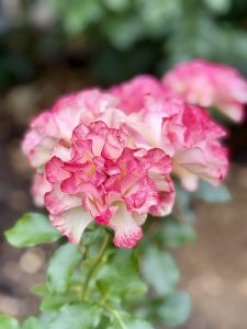 A delicately ruffled rose with white petals edged in deep pink, glowing against a dark, blurred background. Captured at the International Rose Test Garden, Portland, in the evening. 