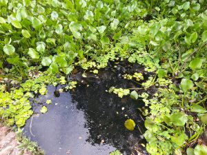 A small pond, ringed by lush round-leaf plants, mirrors the cloudy sky in a calm, natural setting.