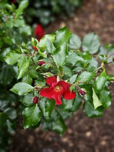 A vibrant red rose with simple open petals, surrounded by unopened buds, taken at the International Rose Test Garden, Portland, in the evening. 