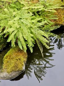 Bright green fern leaves hang over a calm pond, with a clear reflection in the water. Soft moss grows on nearby rocks. Photo taken at Portland Japanese Garden. 
