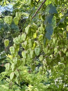 A cluster of green, balloon-like seed pods of the Golden Rain Tree, also known as the Chinese Lantern Tree, hangs from a leafy tree branch in the garden area of the Oregon Zoo in Portland. 