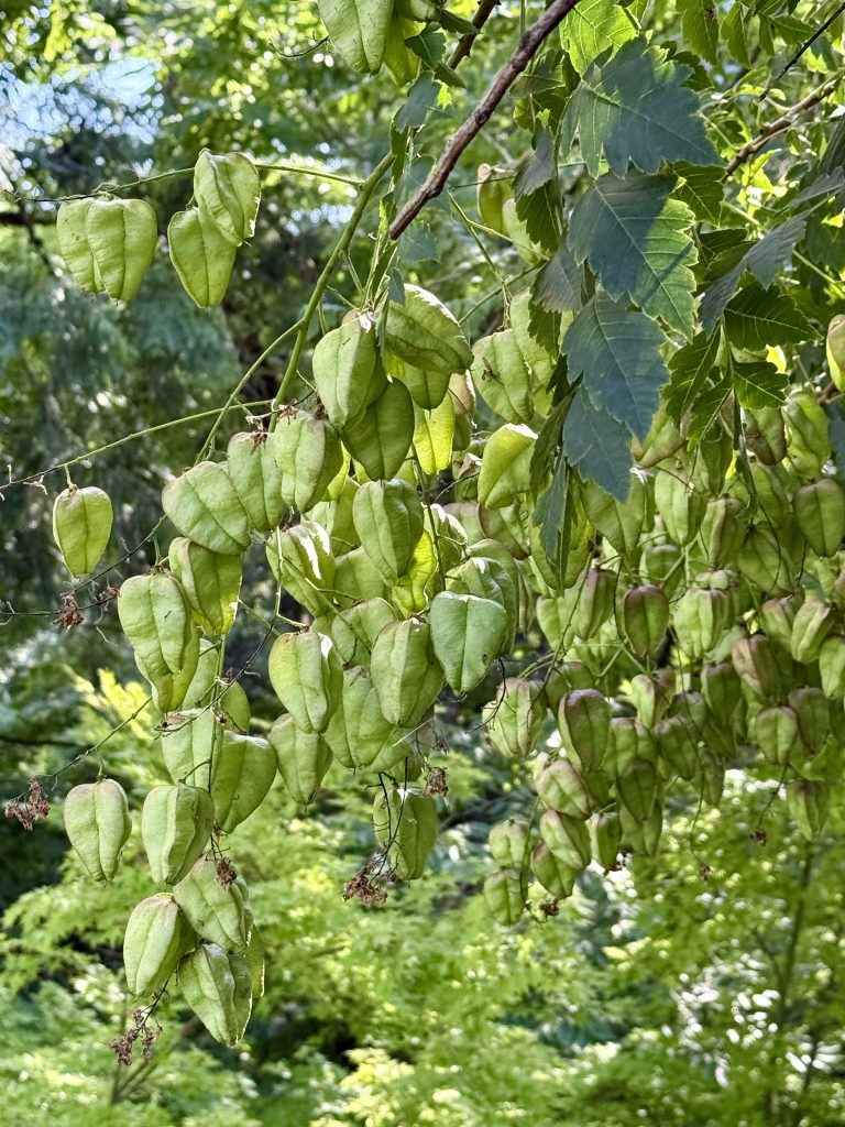 A cluster of green, balloon-like seed pods of the Golden Rain Tree, also known as the Chinese Lantern Tree, hangs from a leafy tree branch in the garden area of the Oregon Zoo in Portland.