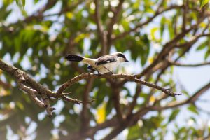 A bird with a primarily white body and black wings and head is perched on a slender branch. 
