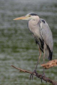 Grey Heron
