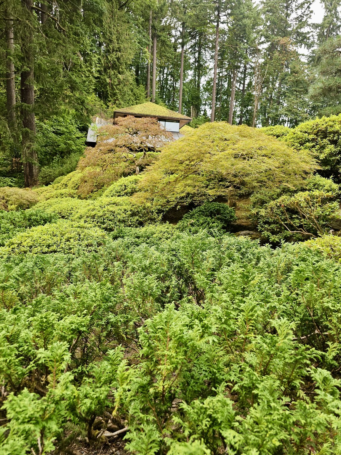 A green-roofed garden structure surrounded by dense shrubs and tall trees. A layered landscape of green textures, taken at Portland Japanese Garden.