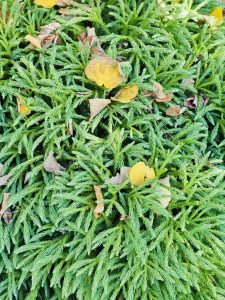 A vibrant green Juniper ground cover (Juniperus sp.) dotted with scattered yellow autumn leaves creates a beautiful natural contrast. Captured at the Oregon Zoo, Portland.