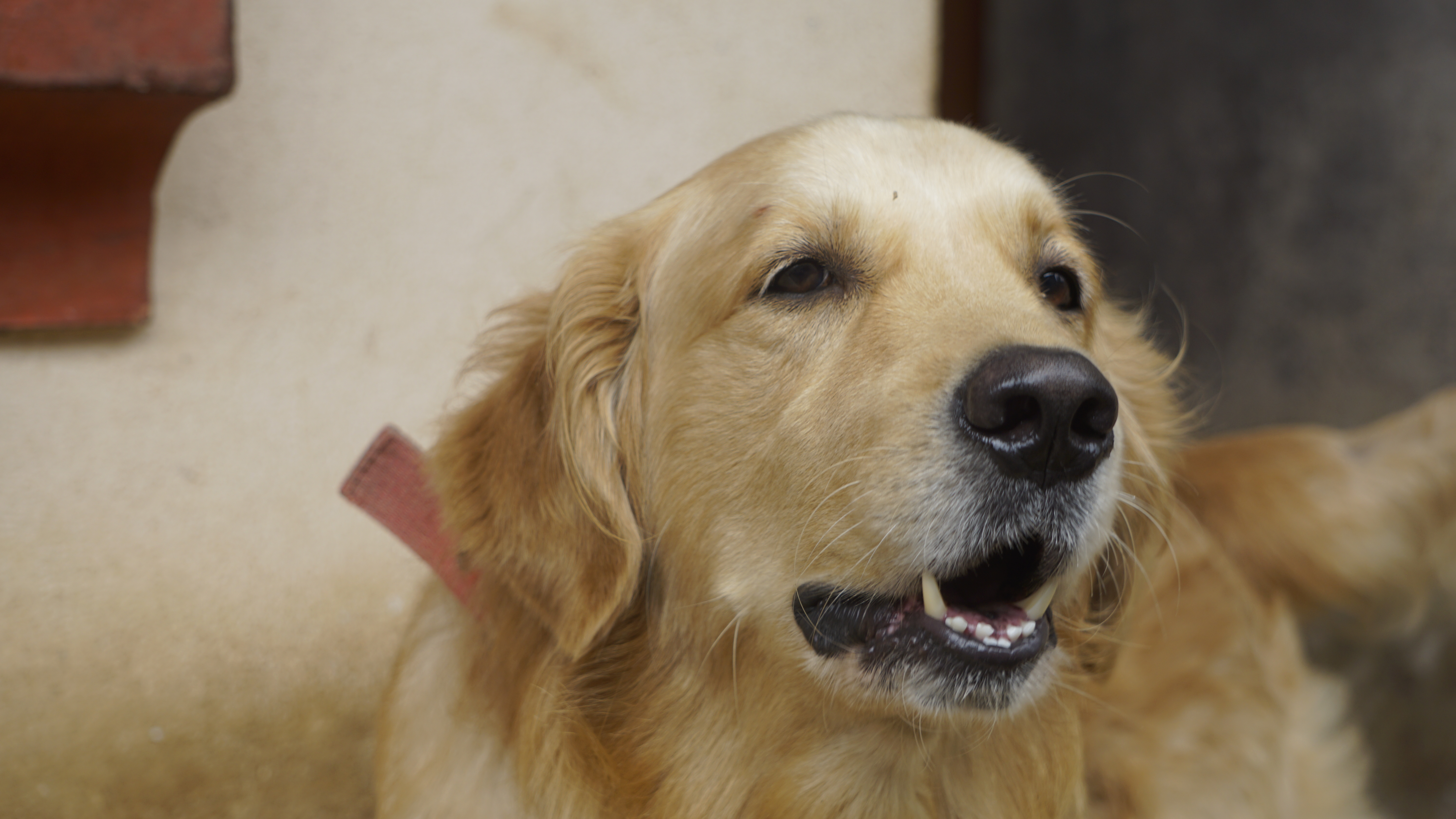 A golden retriever captured while barking.