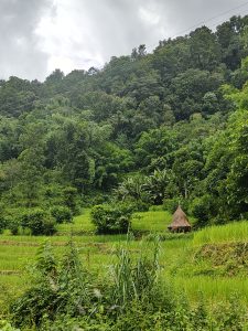 Lush rice fields with a thatched shelter sit before a tree-covered hill under an overcast sky.