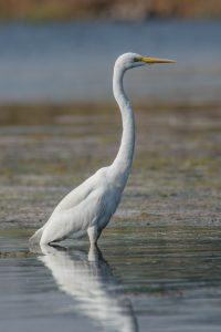 Great White Egret with an arched neck and yellow bill standing in shallow water against a soft blue-green background.
