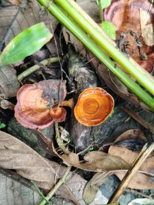 A close-up view of two reddish-brown mushrooms growing on the forest floor, surrounded by brown and green leaves, thin twigs, and pieces of dried vegetation