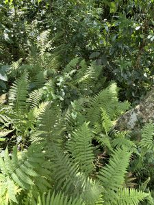 A lush cluster of ferns is seen in a dense, green environment.