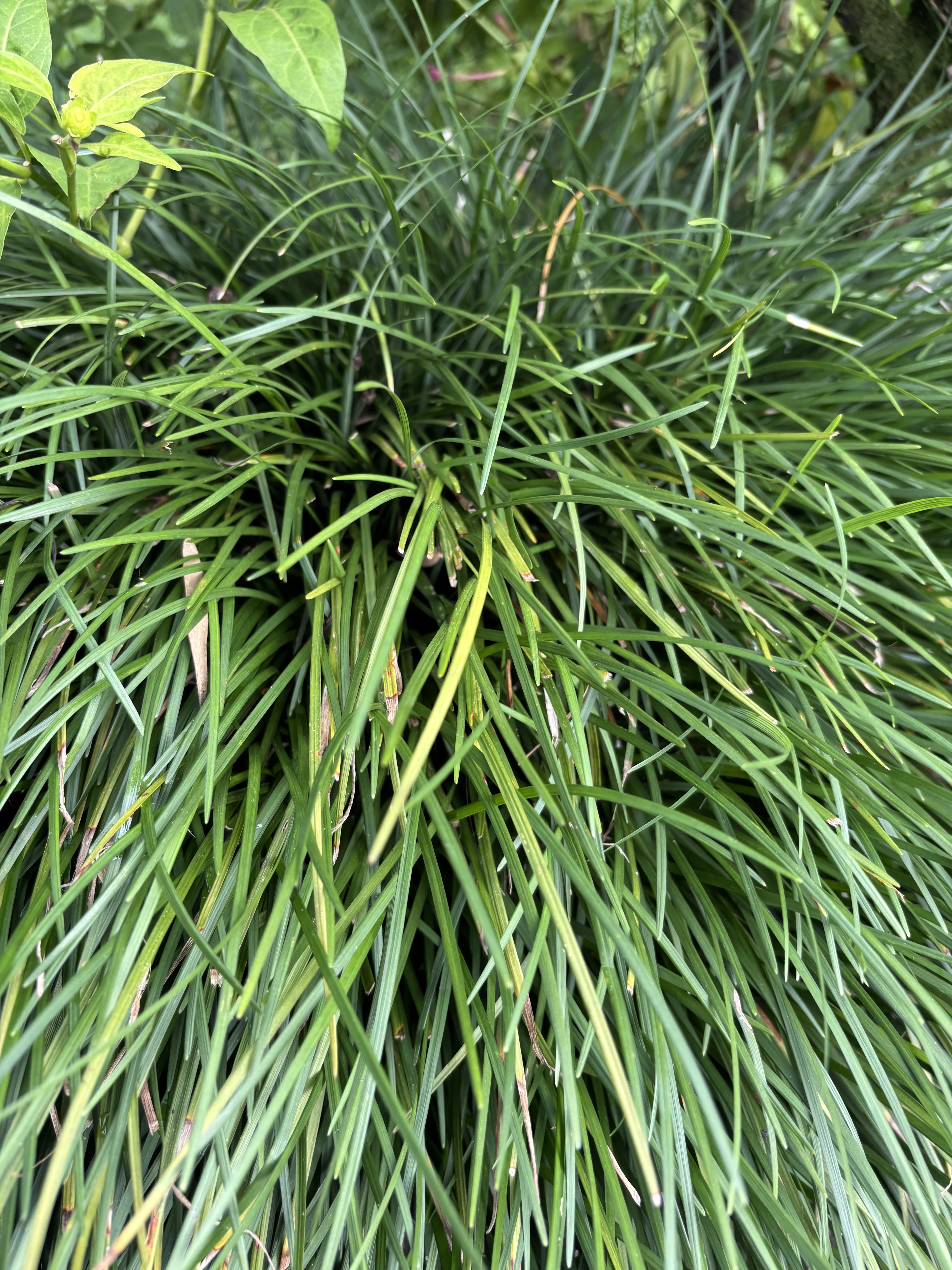 A dense cluster of long, green grass-like blades with some leaves visible at the top, all set against a blurred green background.