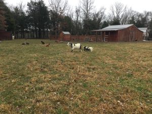 White goat with a kid in a grassy farmyard, with chickens, a wooden barn, and trees under a cloudy sky.