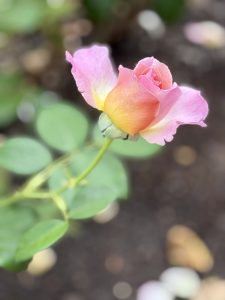 A close-up of a delicate rosebud showing a blend of pink, orange, and yellow petals with blurry background. The photo was taken in the evening light at the International Rose Test Garden, Portland, capturing the flower’s soft gradient glow. 