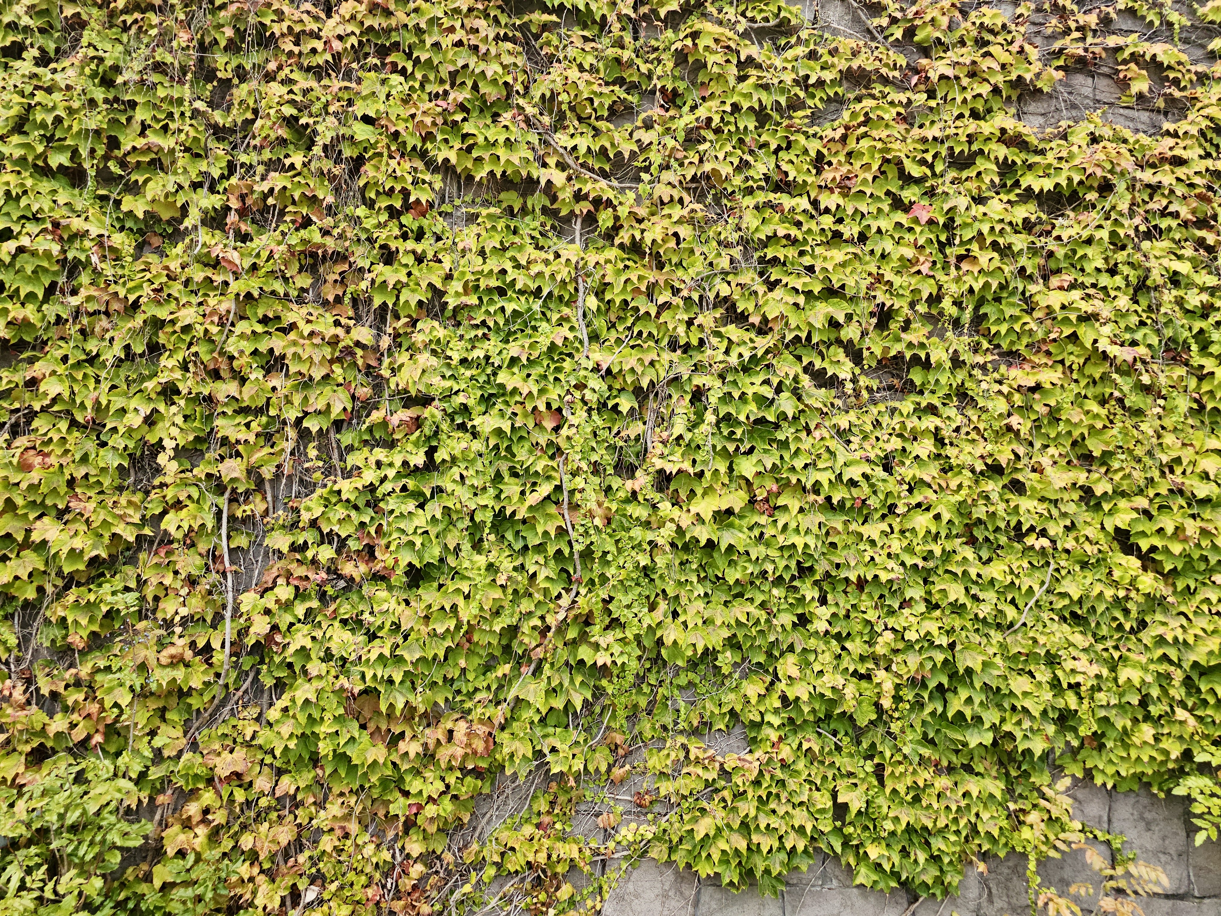 Dense ivy leaves cover a large stone wall, creating a textured green surface with hints of brown. Captured in the evening light at Washington Park, Portland. A great pattern image suitable for backgrounds or nature textures.