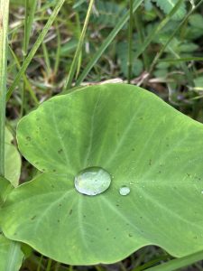 A close-up of a vibrant green leaf with a large droplet of water resting on its surface. 