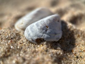 Very close photo of two seashells in the sand.
