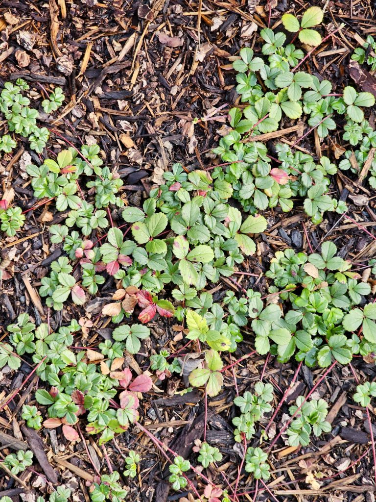 Small green and reddish leaves spread across a patch of bark mulch. A natural ground cover in a woodland area. Captured in Washington Park, Portland.