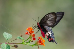 Common Rose Butterfly with striking black wings and vibrant red and blue markings sits delicately on a cluster of small orange flowers. 
