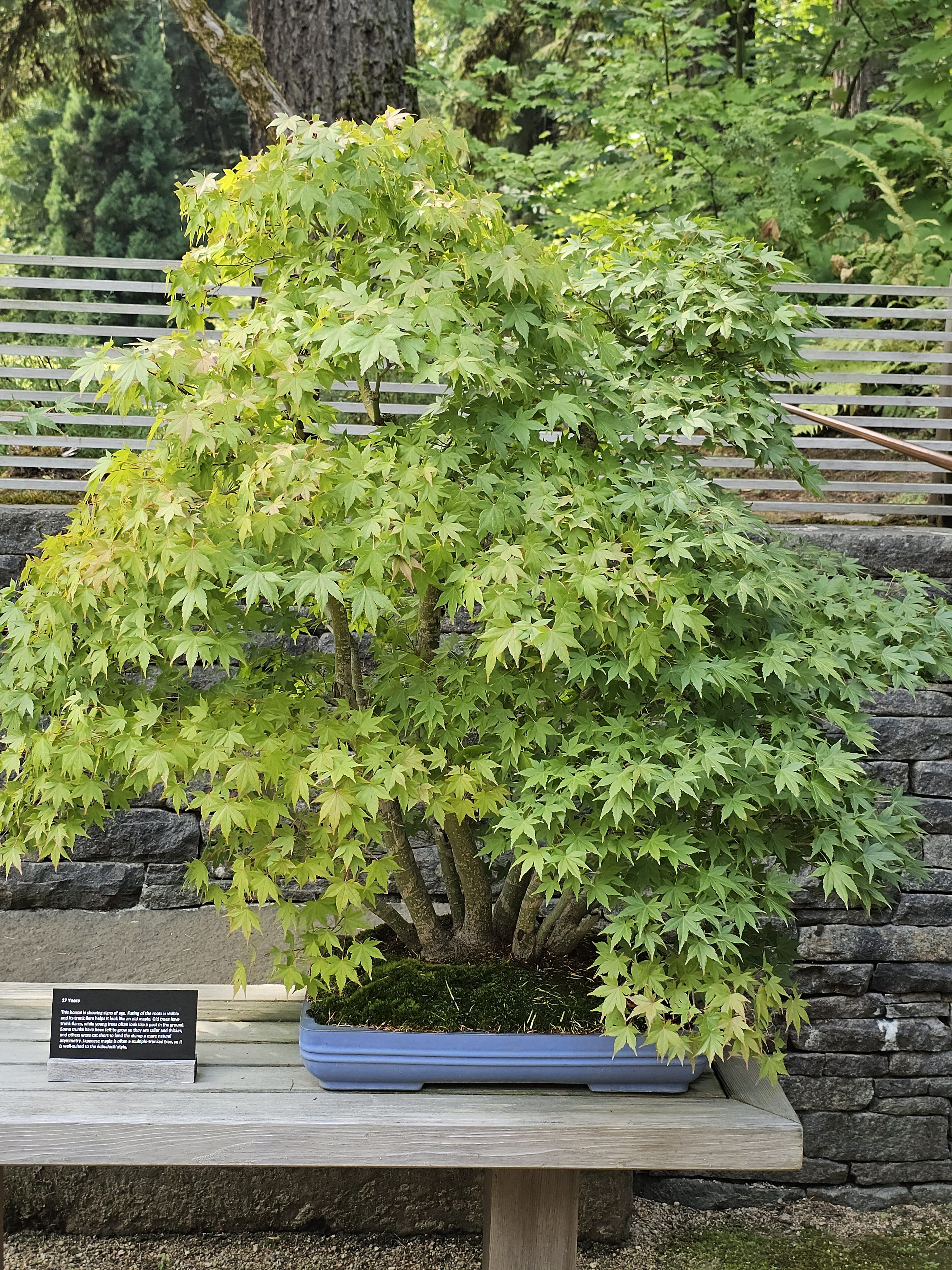 A seventeen year old Japanese maple bonsai with light green leaves, set in a blue pot, is placed on a wooden bench, captured at the Portland Japanese Garden in Oregon.