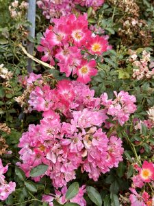 A dense cluster of miniature, vibrant pink roses in full bloom, surrounded by dark green leaves and a few drying petals. Captured at the International Rose Test Garden, Portland, in the evening. 
