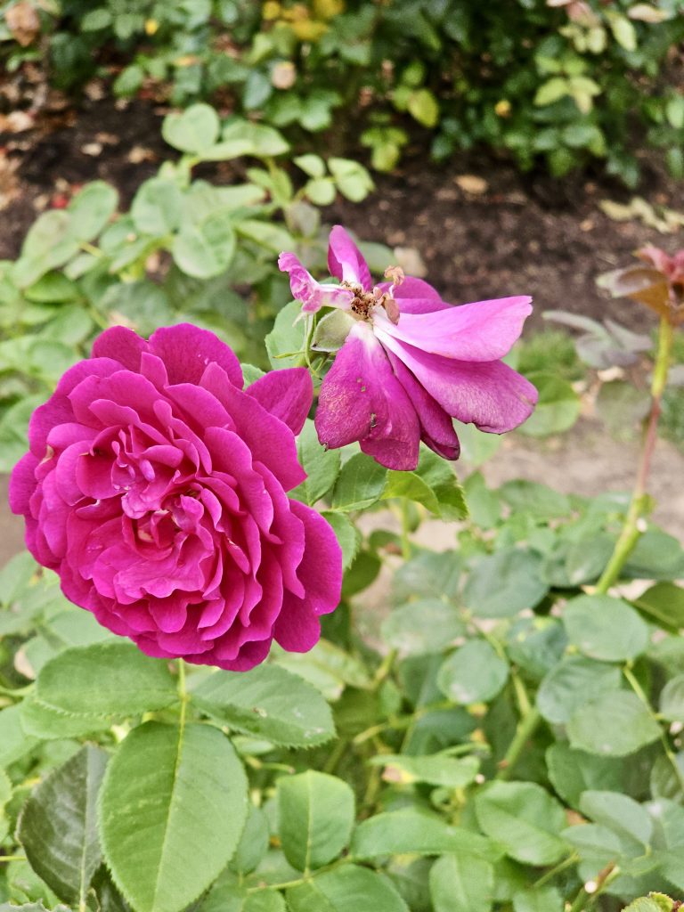 Two blooming roses, one in magenta and the other fading, were captured side by side on the same stem at the International Rose Test Garden in Portland, taken in the evening.