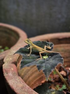A lizard resting on a large green leaf inside a terracotta pot, clicked up close in Perumanna, Kozhikode. 