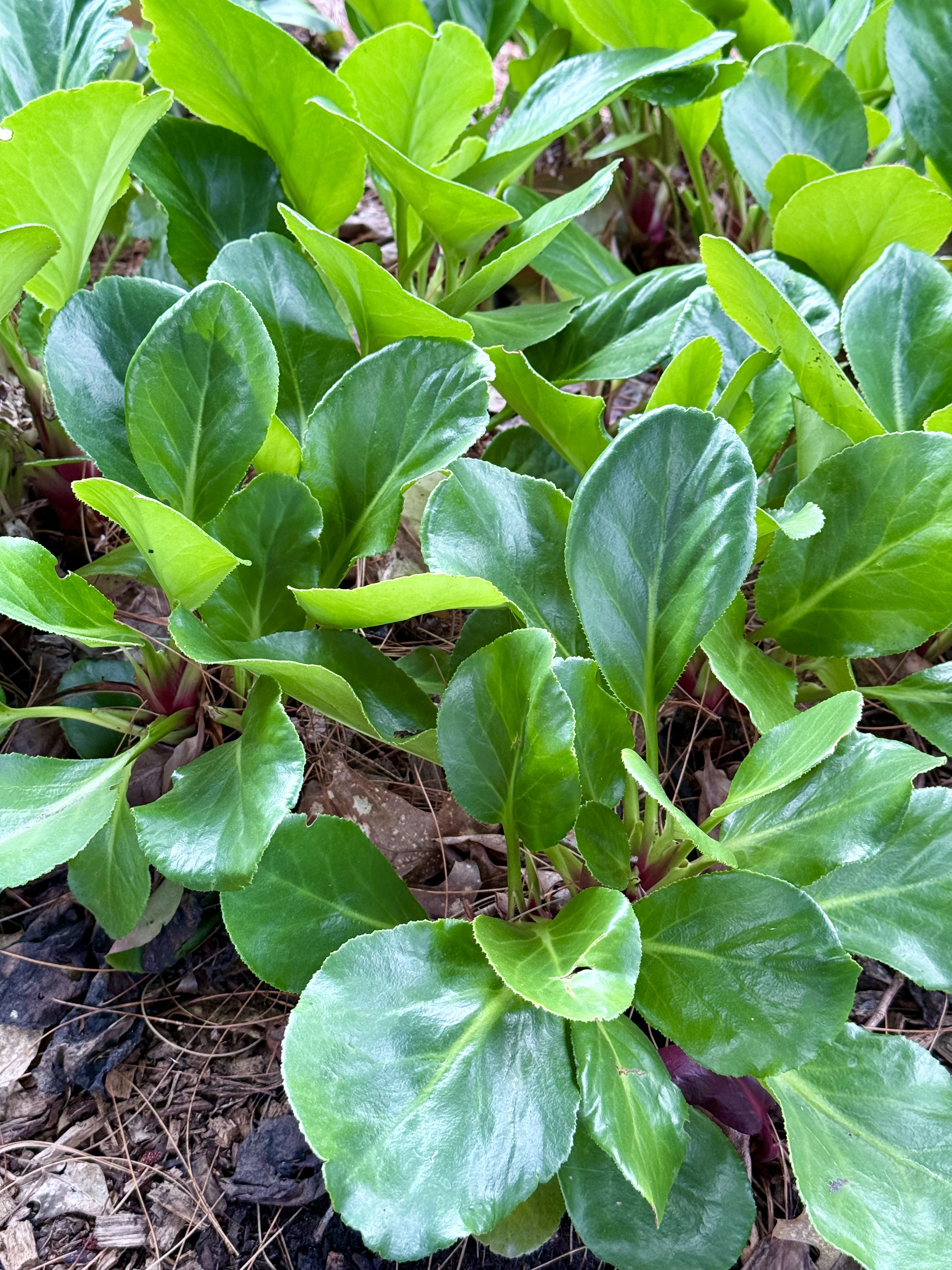Shiny green leaves of a ground cover plant, growing thickly at Washington Park, Portland. The leaves are oval and glossy, with a hint of red near the base.