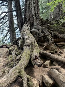 Large, exposed tree roots twisting through the forest soil create a natural sculpture. Photographed in the Columbia River Gorge National Scenic Area, Oregon. 