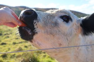 Hand feeding a carrot to a White Galloway cow