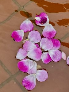 Rose petals floating gently on water. The pink and white tones shine with droplets under evening light. Taken at the International Rose Test Garden, Portland.