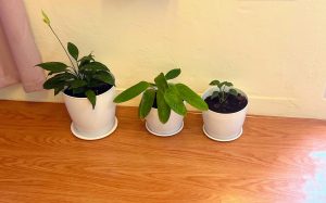 

Three houseplants in white pots sit on a wooden floor against a pale yellow wall: one with a white spathe, one with broad green leaves, and a small sprout.
