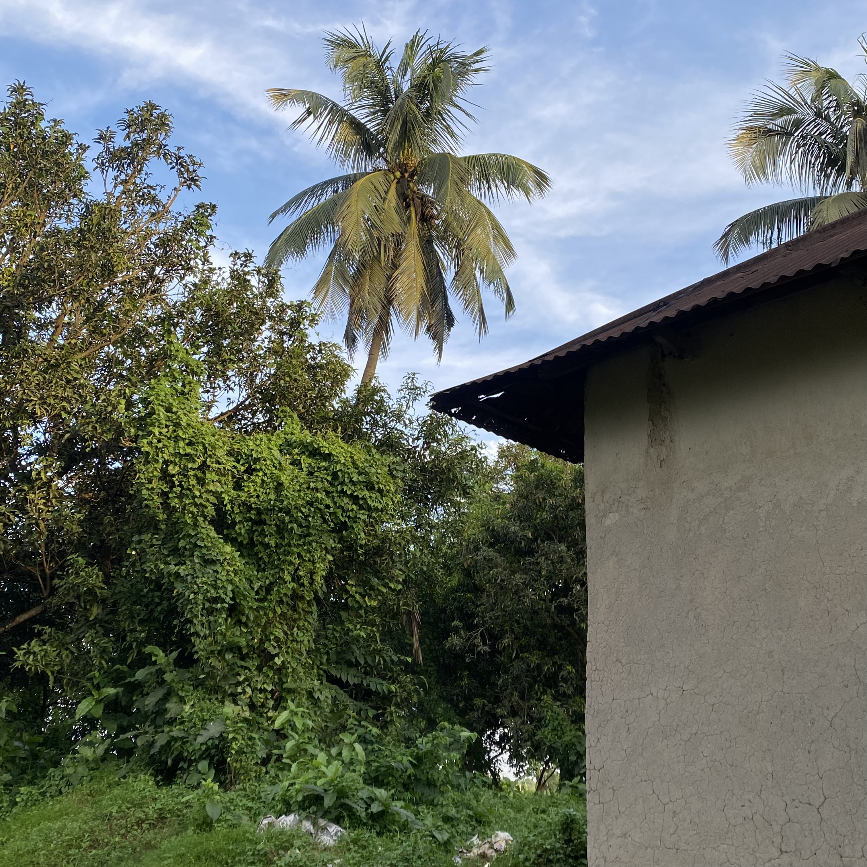 Lush greenery with tall palms and dense vegetation, a light-colored building wall in the foreground, and a partly cloudy sky above.