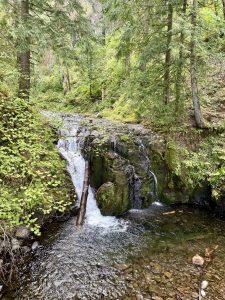 A small waterfall flows through a forest clearing in the Columbia River Gorge area, Oregon. Surrounded by tall evergreen trees and lush greenery, the scene captures the natural beauty and calmness of the Pacific Northwest. 
