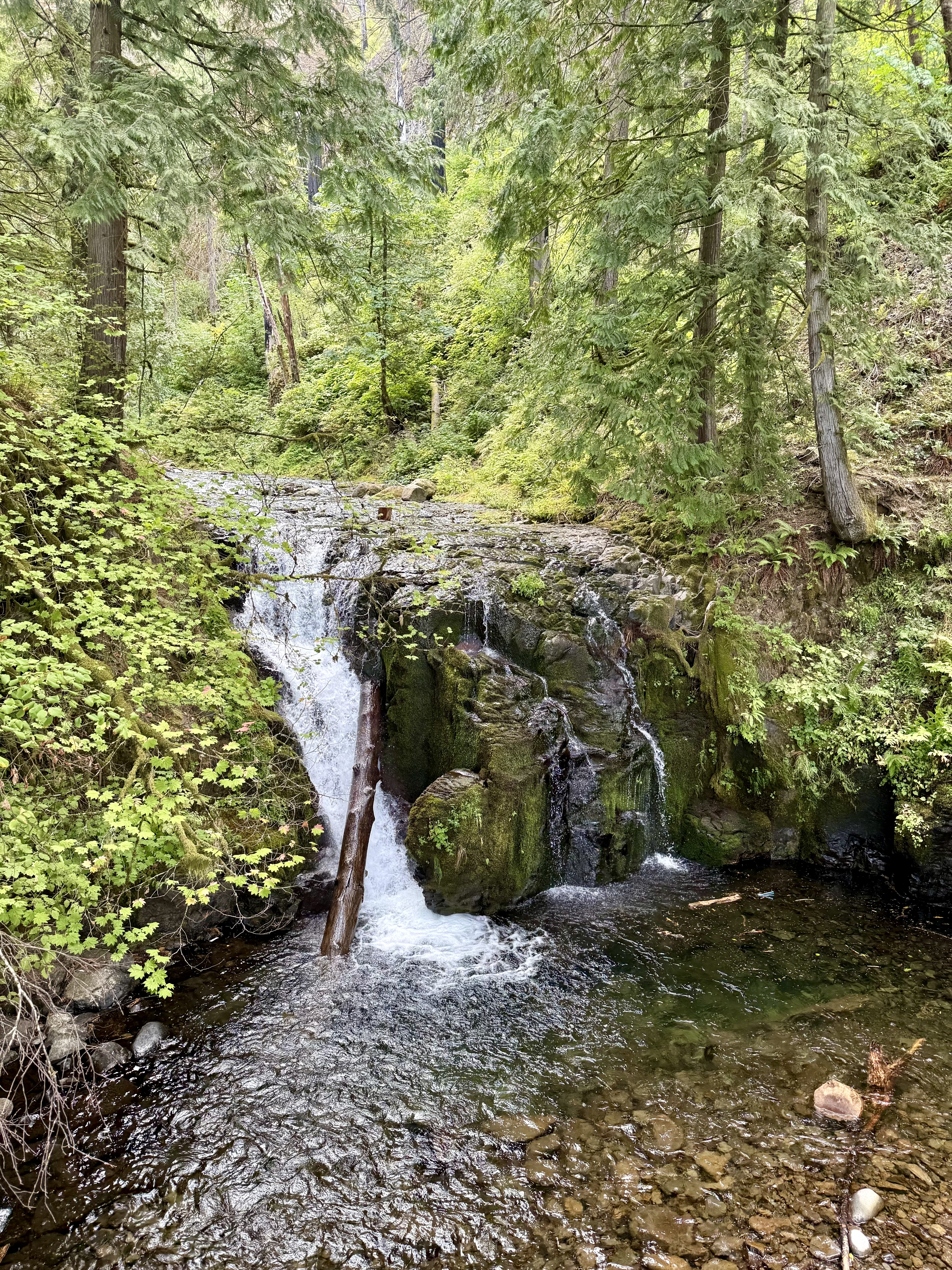 A small waterfall flows through a forest clearing in the Columbia River Gorge area, Oregon. Surrounded by tall evergreen trees and lush greenery, the scene captures the natural beauty and calmness of the Pacific Northwest. 