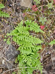Bright green ferns grow between rocks and dry grass along a hillside path in the Columbia River Gorge National Scenic Area, Oregon. 