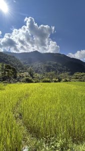 A lush green rice field stretches towards the horizon, framed by rolling hills and a backdrop of mountains with fluffy clouds and blue sky in its background.