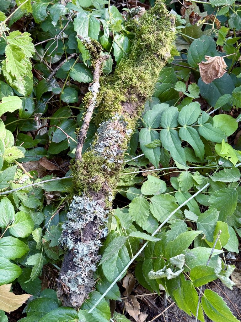 A moss-covered fallen branch resting on dense green foliage in Hoyt Arboretum, Washington Park, Portland.