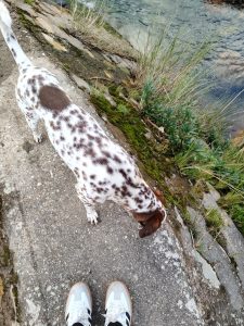 A spotted dog is sniffing the ground near a rocky path by the water, while a pair of white and gray sneakers are visible in the foreground.
