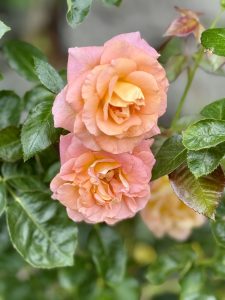 Two fully bloomed orange-pink roses captured in the evening at the International Rose Test Garden, Portland. The lush petals glow warmly under soft light, surrounded by shiny green leaves. 