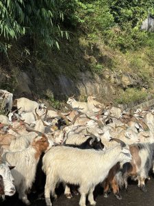 A herd of Chyangra Himalayan Goats with rocks and trees behind them. Their horns display green and red paint to identify the herd.