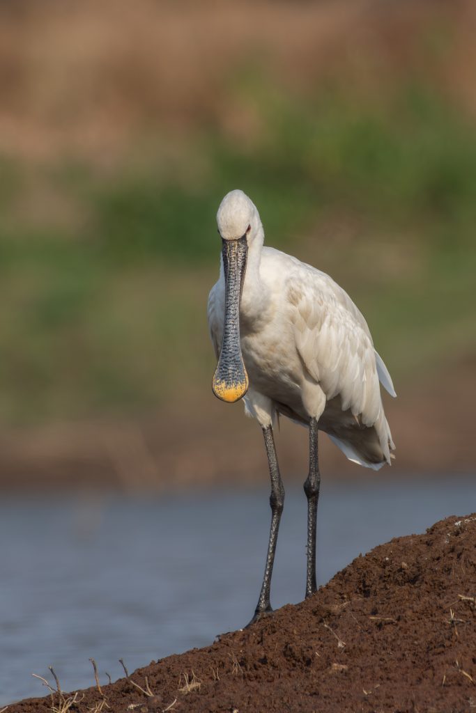 Eurasian spoonbill bird standing near a lake water body.