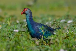 Indian purple moorhen a vibrant bird with a striking blue and green plumage stands inside the water.

