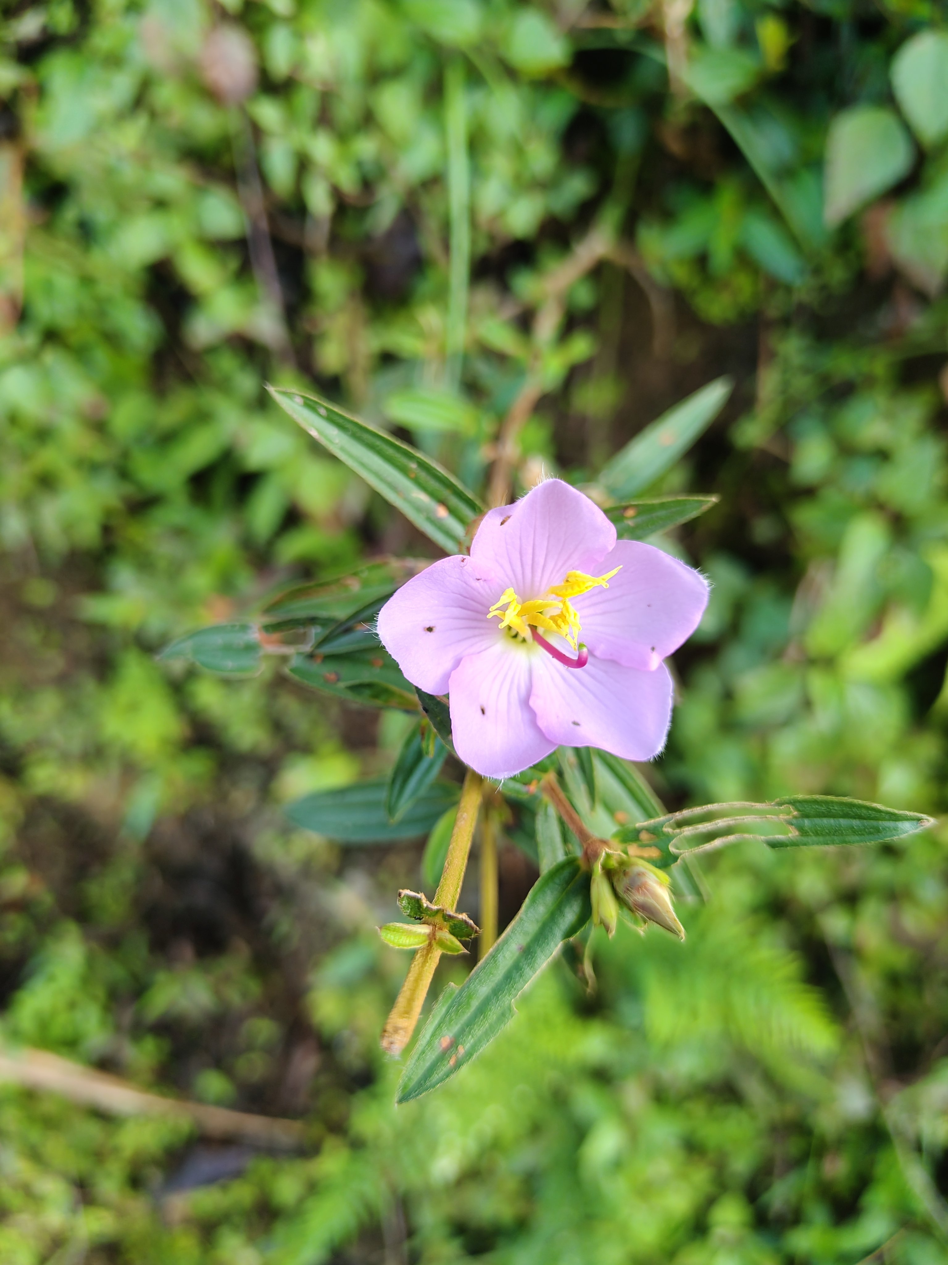 A close-up view of a delicate pink flower with a yellow center, surrounded by green foliage and leaves.